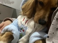 İngiliz cocker 2,5 yaşında