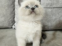 Safkan ayı suratlı british shorthair oğlum