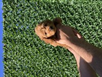 Poodle ayarında kaliteli yavrum yeni ailesini arıyor