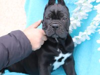 Fcı-Kıf Şecereli Safkan Cane Corso