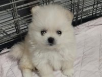 Orijinal Pomeranian Boo Yavruları