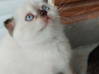 Blue point scottish fold yavrular