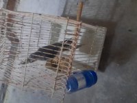 Evcil ele alışkın sultan papağanları