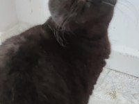 Güzel british shorthair kızlar yeni yuvalarını arıyorlar