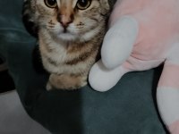 Temas bağımlısı kedimiz ismi çiçek.