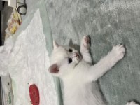 Yavru kedilerim yeni ailelerini bekliyor