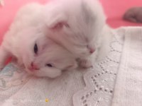 Sevimli british shorthair bebeklerimiz sahiplendirilecek
