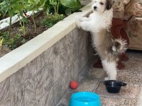 Crazy Goofy Maltese Terrier