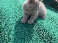 Nadir güzellikte british shorthair