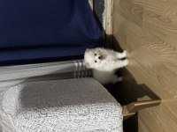 İki aylık dişi pomeranian spitz