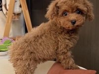 Toy Poodle Minyatür