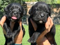 Cane corso yavrularımız çiftliğimızden