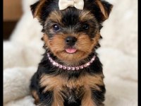 Yorkshire Terrier Yavrularımız