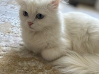 KEDİMİZİ SAHİPLENDİRME