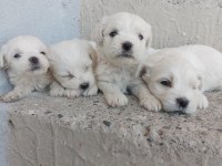 MALTESE TERRIER YAVRULARI