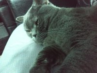 British shorthair 15 aylık ev kedimiz