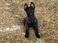 Yurtdışı Kan Hattı Belçika Malinois Yavrular