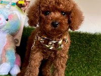 Sevimli Toy Poodle Yavrularımız