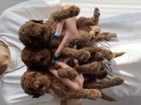 Toy poodle bebekler