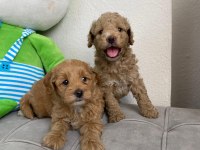 Sevimli maltipoo köpekler