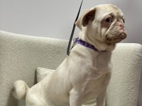 TÜRKİYE DE TEK PİNK PUG YETİŞKİN DİŞİ