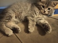 Yavru british shorthair