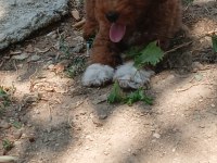3 aylık maltipoo erkek bebek