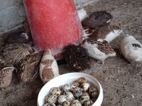 KULUÇKALIK BILDIRCIN YUMURTASI