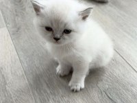 Yavru british shorthair anne baba safkan