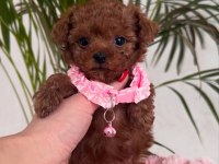 Toy Poodle Yavrularımız