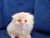 Scottish fold longhair kedimiz