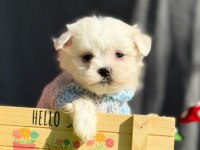 MİNİK MALTESE TERRİER KÖPEKLER