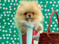Safkan pomeranian bol yavrular