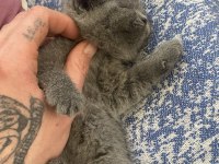 British Shorthair Blue Bebek