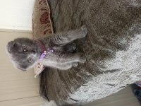 Scottish fold kedimiz