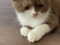 British shorthair yavrumuz