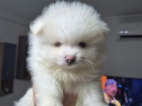 3 adet erkek pomeranian yavru