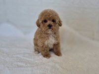 Maltipoo Yavrularımız 
