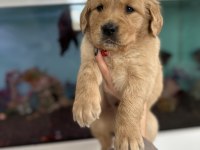 Baby Face Golden Retriever Bebekler