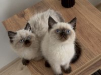 British Shorthair Yavrumuz