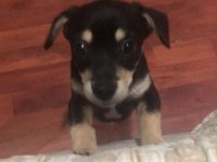 chihuahua şivava ADANA