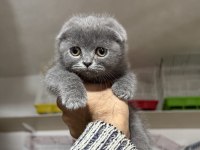 A kalite top kafa erkek scottish fold yavrumuz