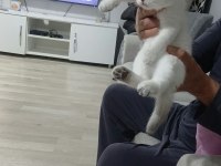 Beyaz ve golden eğik kulaklı tatlı scottish fold yavrularım