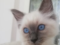 Safkan erkek ragdoll