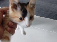 Ev kedisi temiz