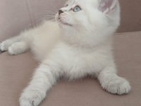 50 Günlük British Shorthair Dişi Yavru