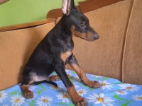 Mükemmel kalitede doberman