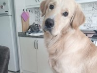 Sahiplendirme golden retriever