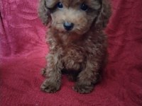 Pafuduk pafuduk poodle yavrular sizleri bekliyor