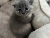 3 tane dişi kırık kulak güzeller güzeli scottish fold bebek